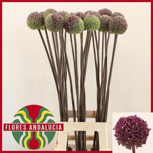 ALLIUM SUMMER DRUMMER ALLIUM SUMMER