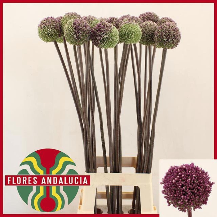 <h4>ALLIUM SUMMER DRUMMER ALLIUM SUMMER</h4>