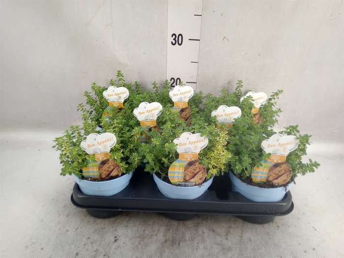 <h4>Thymus citriodorus</h4>