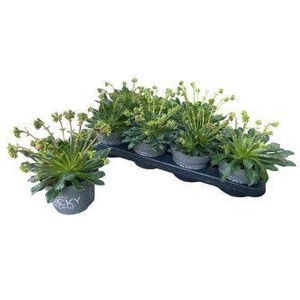 LEWI ROCKY COLOR GEM