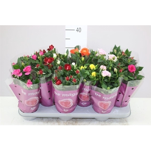 Rosa Beau Monde Gemengd