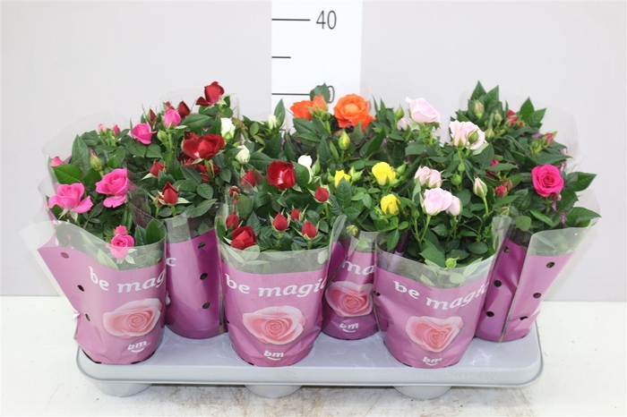 <h4>Rosa Beau Monde Gemengd</h4>