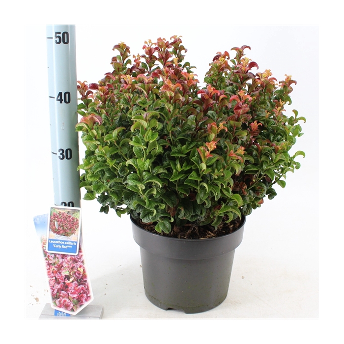 <h4>Leucothoe axillaris ‘Curly Red’ PBR</h4>