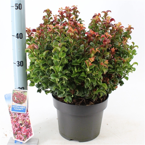 Leucothoe axillaris ‘Curly Red’ PBR