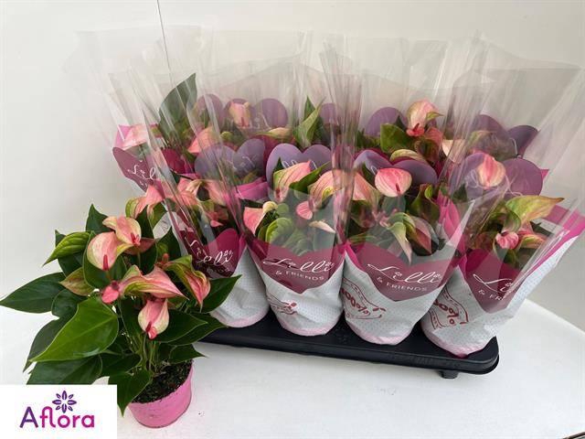 <h4>ANTHU MATATA</h4>