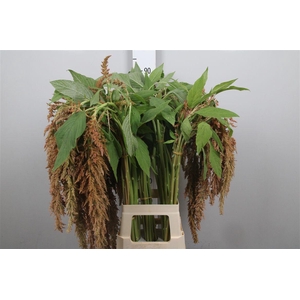 Amar Ca D W Salvi Rs