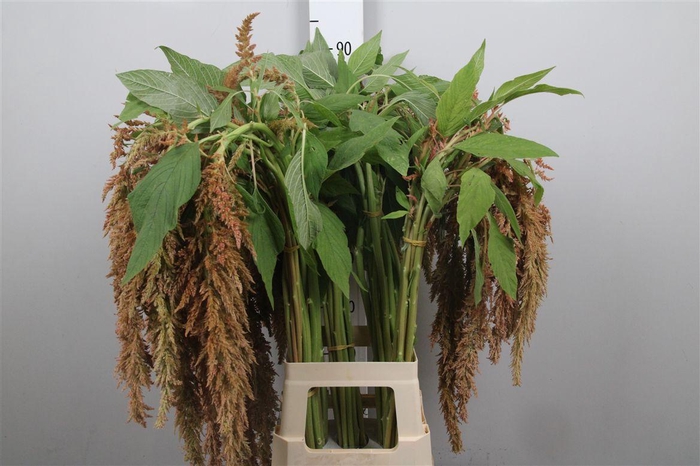 <h4>Amar Ca D W Salvi Rs</h4>