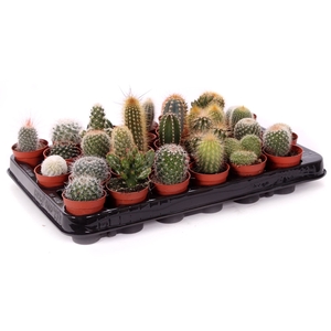 Cactus mix 5,5 cm