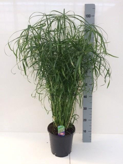 <h4>CYPER ALTERNIFOLIUS</h4>