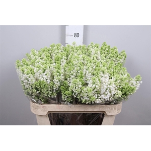 Syr V Mme Fl Stepman 4+