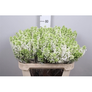 Syr V Mme Fl Stepman 4+