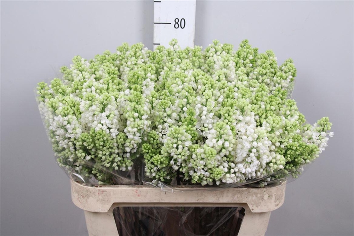 <h4>Syr V Mme Fl Stepman 4+</h4>