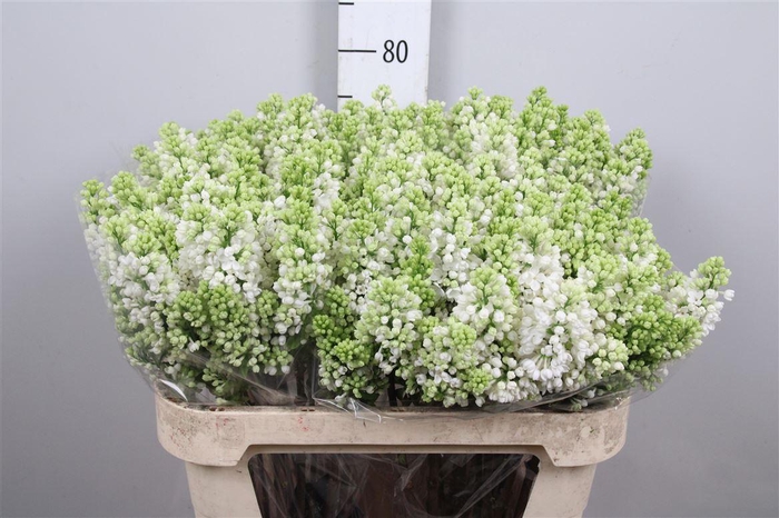 <h4>Syr V Mme Fl Stepman 4+</h4>