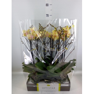 Phalaenopsis   ...yellow
