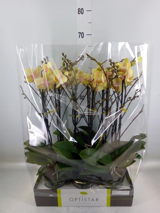 <h4>Phalaenopsis   ...yellow</h4>