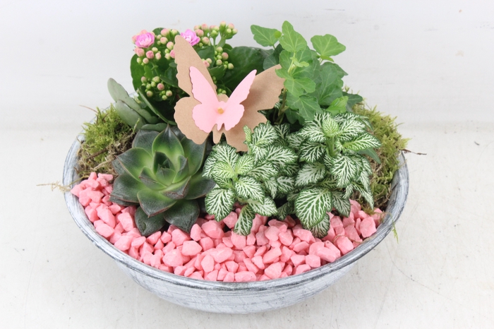 <h4>arr2 PL - Zink antiek schaal - roze</h4>