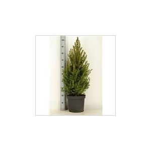 PICEA GL CONICA