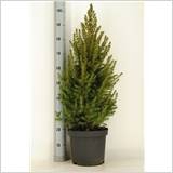 PICEA GL CONICA