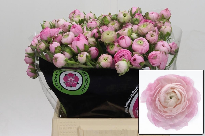 <h4>RAN EL PINK</h4>