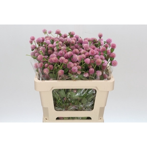 Gomphrena Globosa Pink