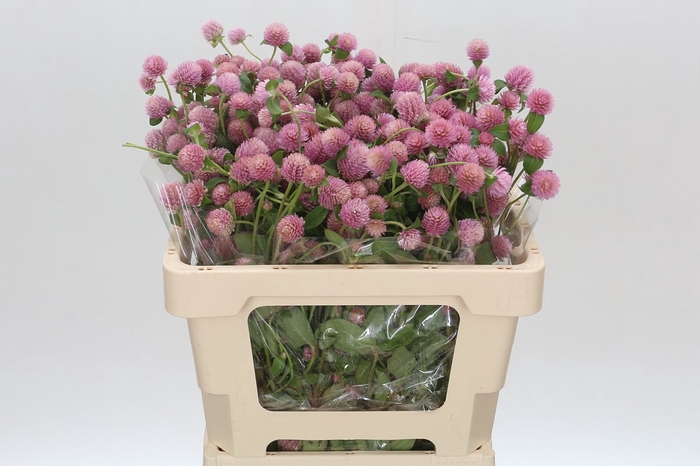 <h4>Gomphrena Globosa Pink</h4>