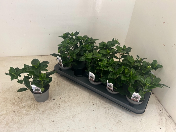 <h4>GARDENIA JASMINOIDES</h4>