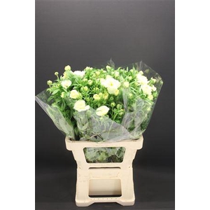 Ran Butterfly Graces 60cm