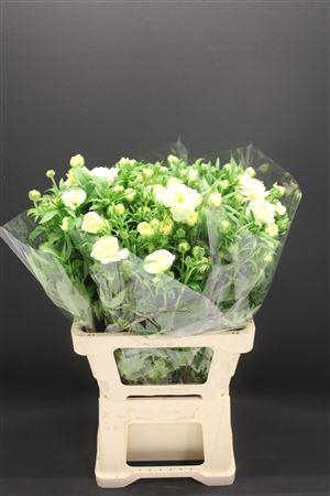 <h4>Ran Butterfly Graces 60cm</h4>