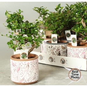 BONSAI GEM
