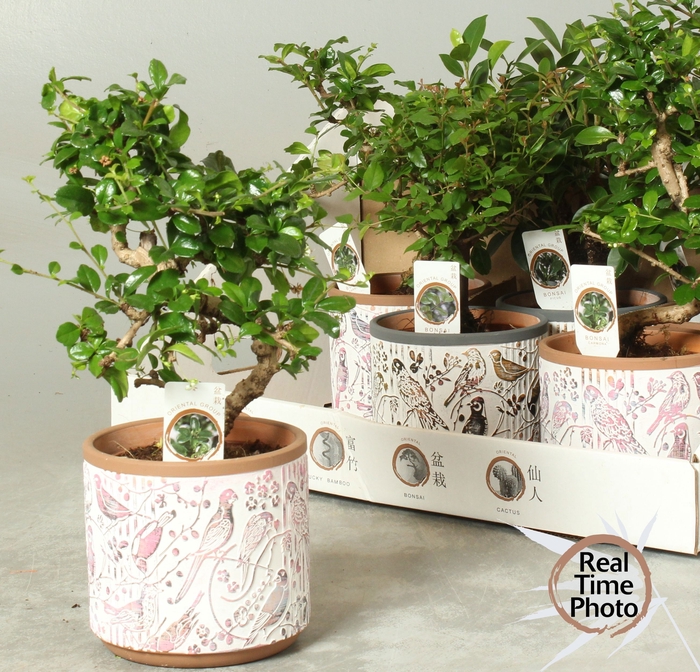 <h4>BONSAI GEM</h4>