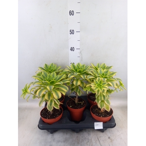 Aeonium   ...