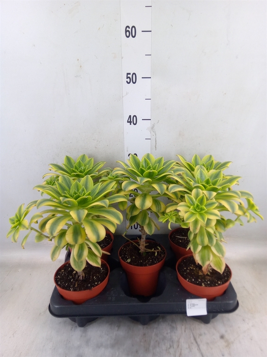 <h4>Aeonium   ...</h4>
