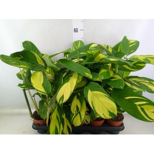 Ctenanthe pilosa 'Mosaic'