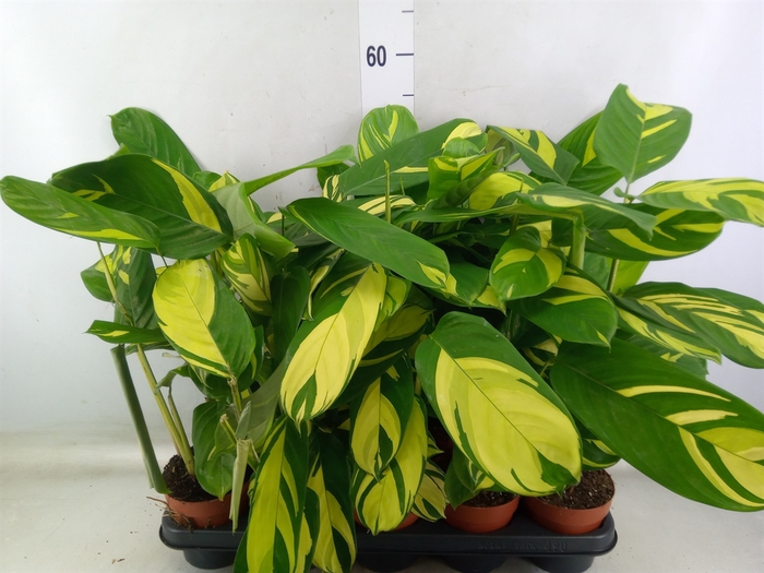 <h4>Ctenanthe pilosa 'Mosaic'</h4>