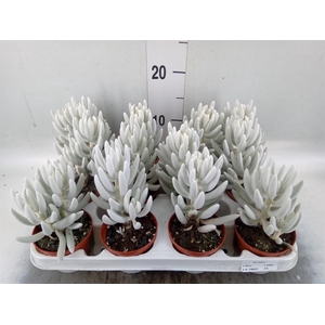 Senecio   ...