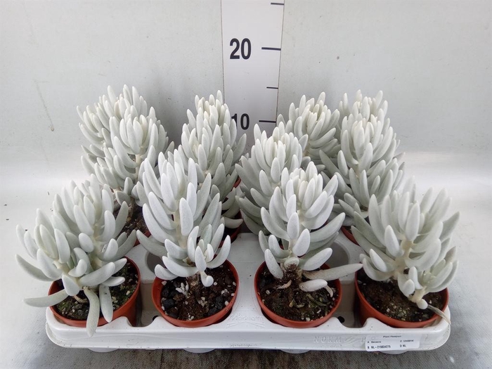 <h4>Senecio   ...</h4>