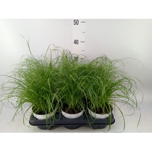 Cyperus alternifolius 'Zumula'