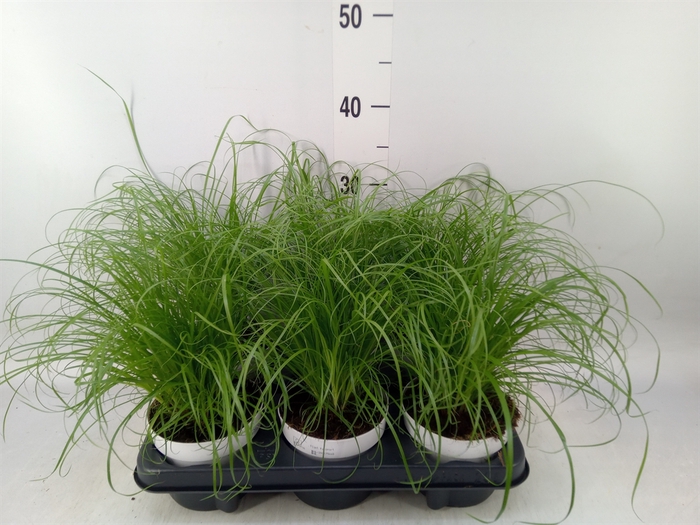 <h4>Cyperus alternifolius 'Zumula'</h4>