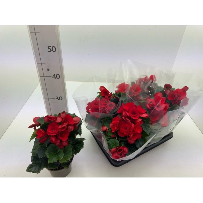 <h4>BEG DU BALADIN</h4>