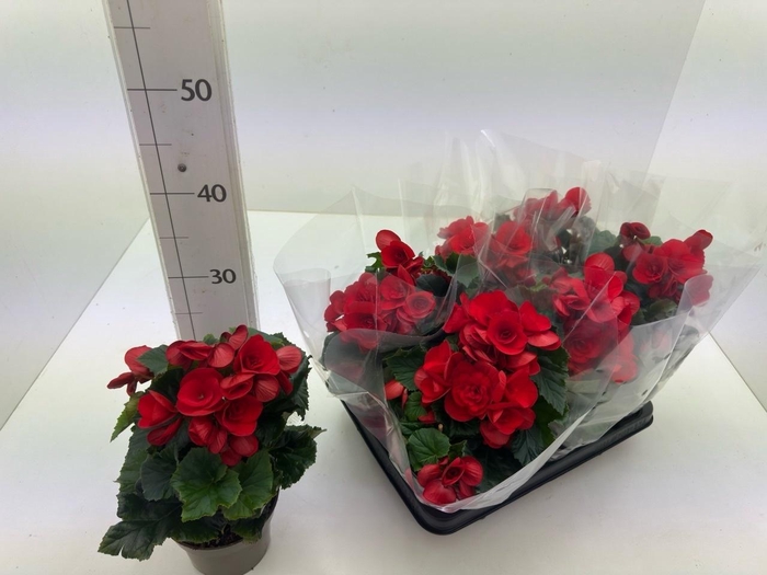 <h4>BEG DU BALADIN</h4>