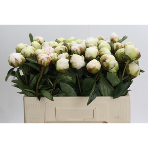 Paeonia Bowl Of Cream