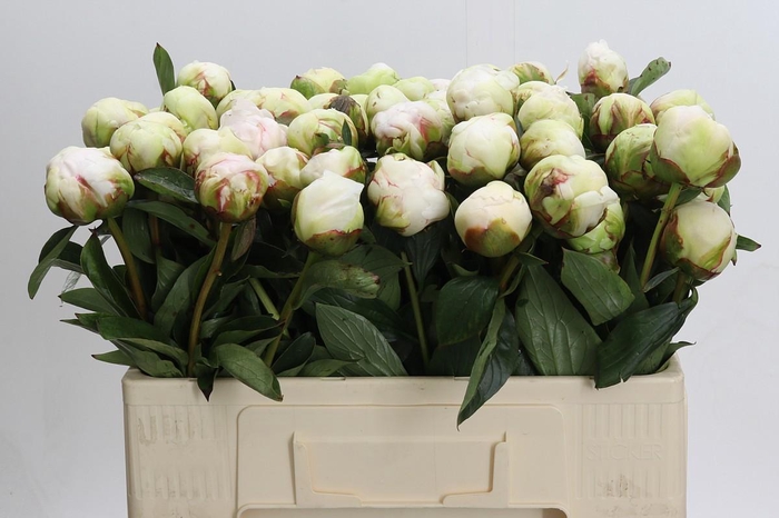 <h4>Paeonia Bowl Of Cream</h4>