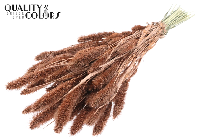 Setaria per bunch Copper + Glitter