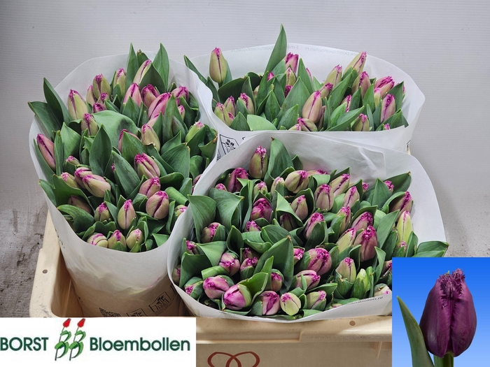 <h4>TU FR SAN CHRISTINA</h4>