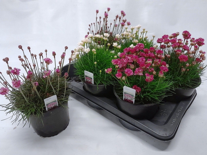 <h4>ARMERIA MARITIMA</h4>