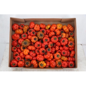 SOLANUM PUMPKIN BOX