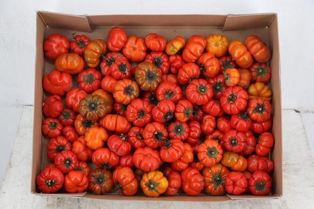 <h4>SOLANUM PUMPKIN BOX</h4>