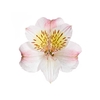 ALSTROEMERIA ALICE 080 CM