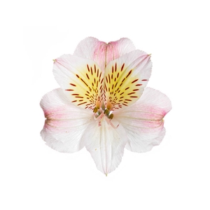 ALSTROEMERIA ALICE 080 CM