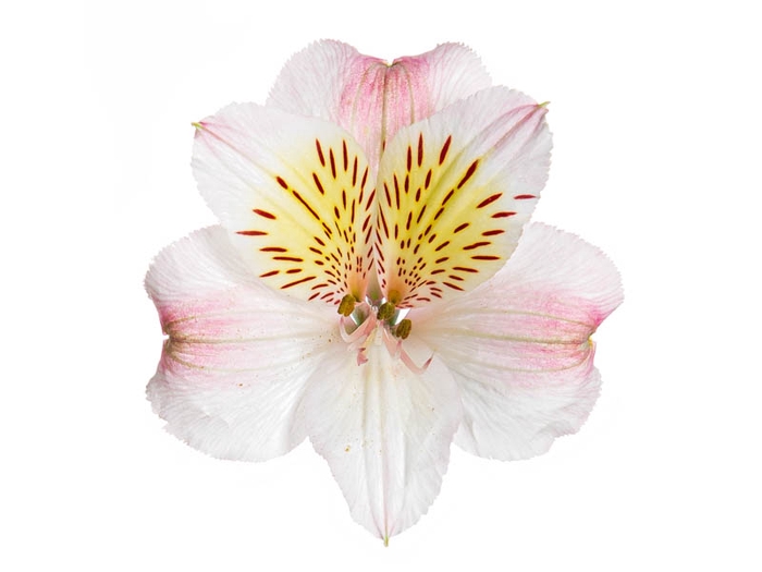 ALSTROEMERIA ALICE 080 CM